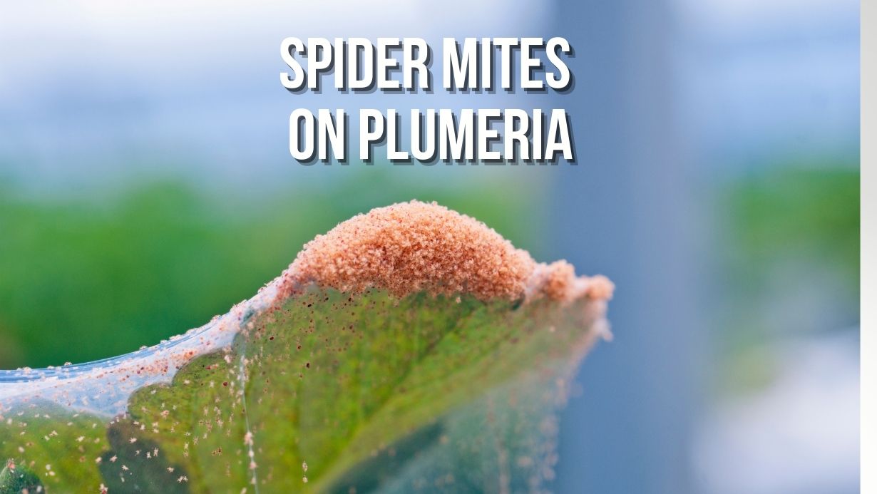 Spider Mites on Plumeria
