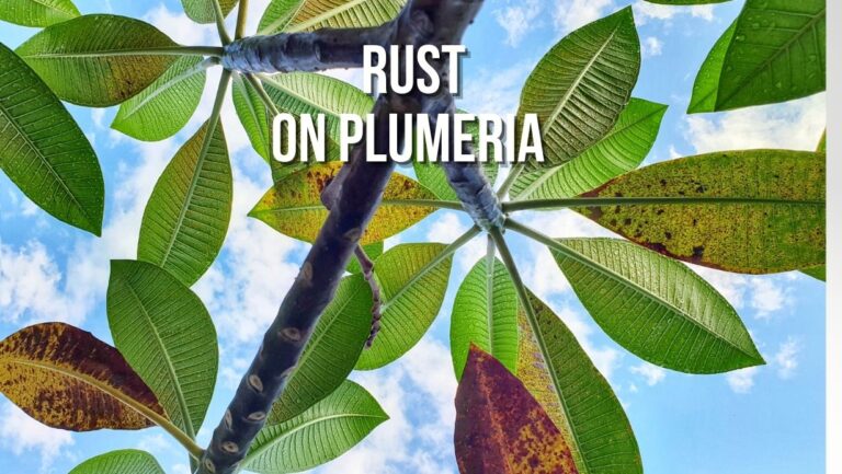 What Is Plumeria Rust Fungus and How To Treat It?