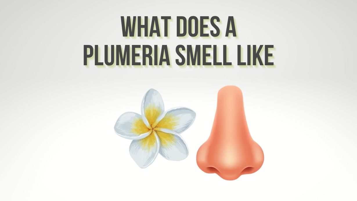 What Does A Plumeria Smell Like