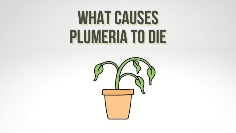 What Causes Plumeria To Die? 7 Main Reasons