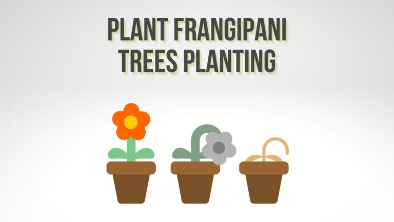 How Far Apart To Plant Frangipani Trees?