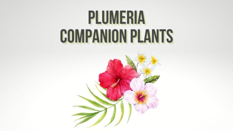 What Can I Plant Around A Plumeria? 6 Plumeria Companions