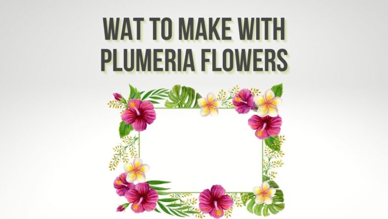 What Can I Make With Plumeria Flowers? 17 Plumeria Uses
